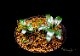 ����ʪ��Bucephalandra sp. Mini Phantom  2020.10��No.12