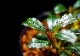 ����ʪ��Bucephalandra sp. Mini Phantom  2020.10��No.12