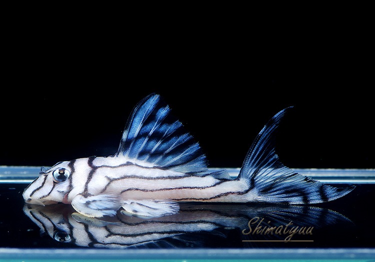 ����ʪ���٥饤�� ����ڥꥢ�를�֥顡��Breed�ɡ�No.05��(Ź�ް���������)