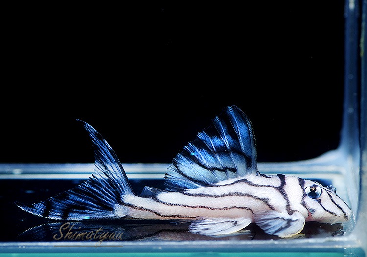 ����ʪ���٥饤�� ����ڥꥢ�를�֥顡��Breed�ɡ�No.05��(Ź�ް���������)