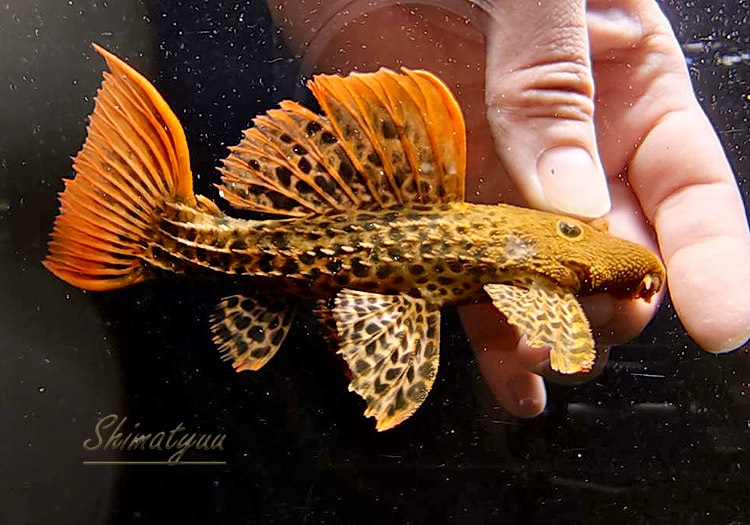 ����ʪ�������ѡ�����󥸥ե���쥪�ѡ��ɥȥ�ࡡ(ML)����Takutu Rive�ɡ�No.04