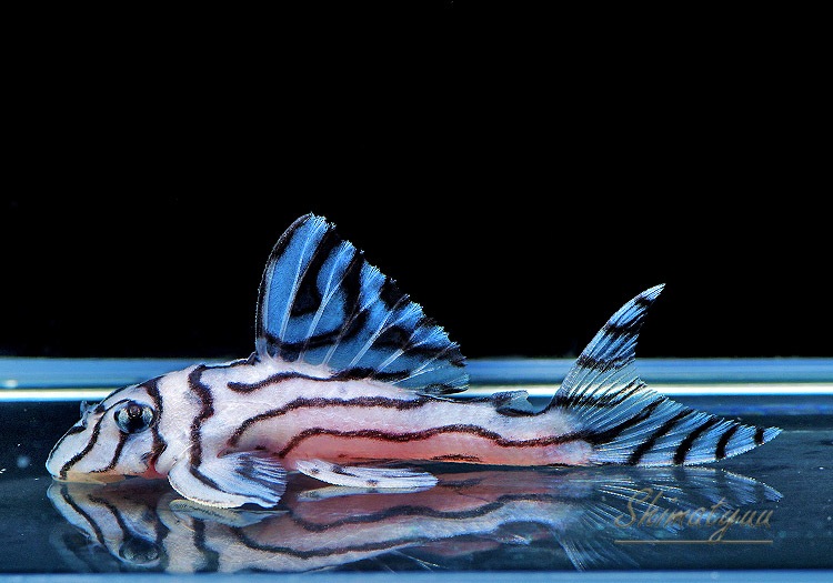 ����ʪ���٥饤�� ����ڥꥢ�를�֥顡��Breed�ɡ�No.01�����餯ͺ����