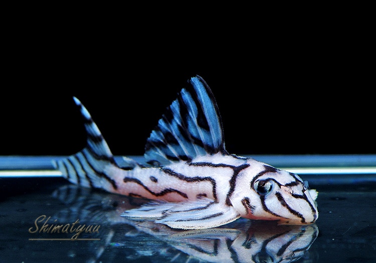 ����ʪ���٥饤�� ����ڥꥢ�를�֥顡��Breed�ɡ�No.01�����餯ͺ����