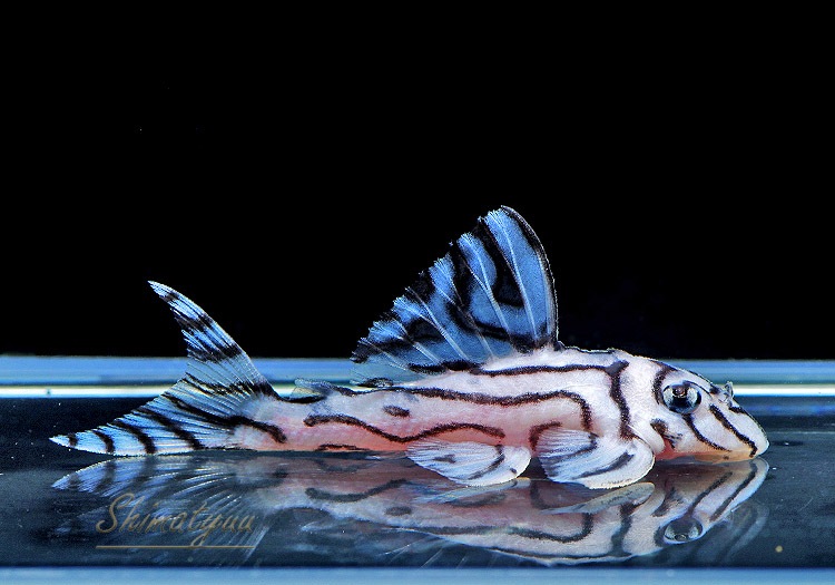 ����ʪ���٥饤�� ����ڥꥢ�를�֥顡��Breed�ɡ�No.01�����餯ͺ����