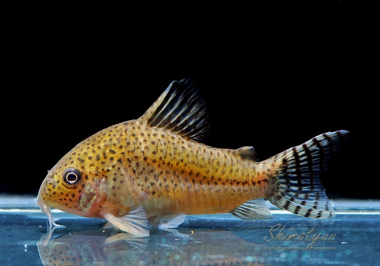 C��.cf.���른���󥷥�����Rio Yata�ɡ�WILD��3ɤ