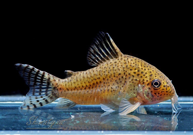 C��.cf.���른���󥷥�����Rio Yata�ɡ�WILD��3ɤ