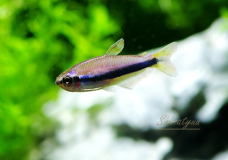 熱帯魚】 インパイクティスケリー WILD 3Pr | 熱帯魚,カラシンWild