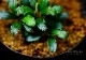 ����ʪ��Bucephalandra sp. Mini Phantom  2020.10��No.13