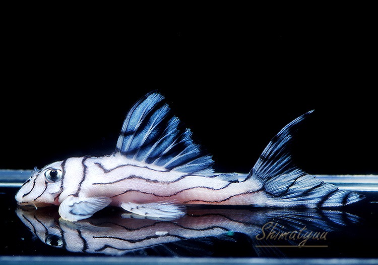 ����ʪ���٥饤�� ����ڥꥢ�를�֥顡��Breed�ɡ�No.06��(Ź�ް���������)