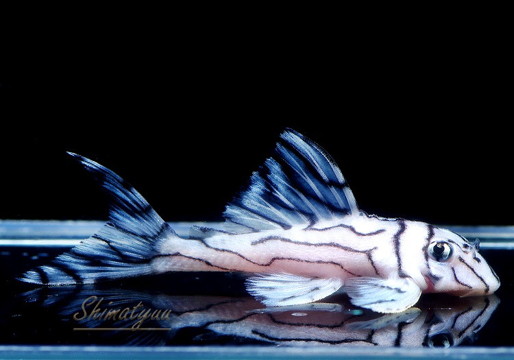 ����ʪ���٥饤�� ����ڥꥢ�를�֥顡��Breed�ɡ�No.06��(Ź�ް���������)