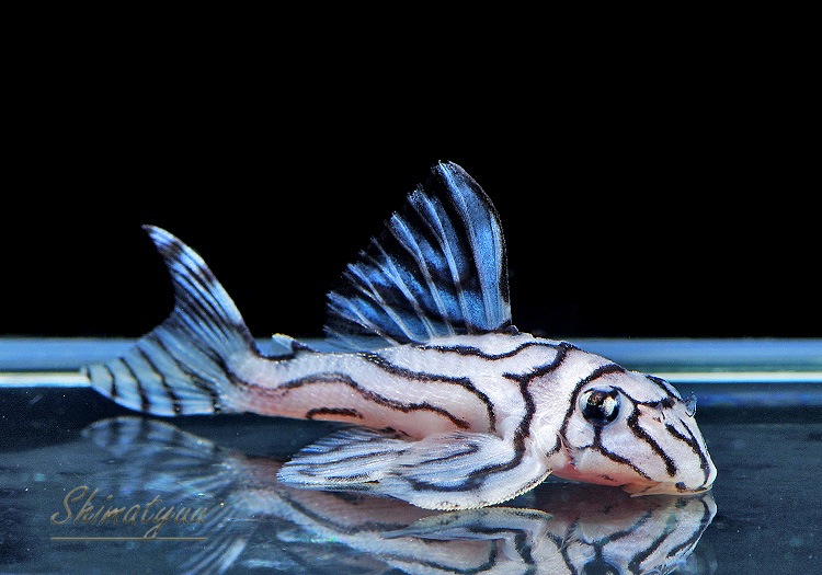 ����ʪ���٥饤�� ����ڥꥢ�를�֥顡��Breed�ɡ�No.02�����餯�����