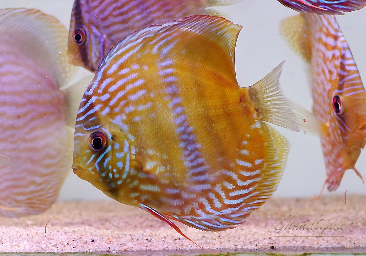 最も優遇の 熱帯魚 レッドロイヤルブルーディスカス タイ産 約３ ５cm 1匹 Champagnelefevre Fr