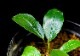 ����ʪ��Bucephalandra sp. Blue Melon  2020.10��No.14