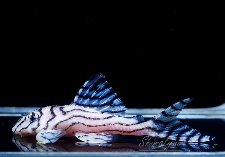 ����ʪ���٥饤�� ����ڥꥢ�를�֥顡��Breed�ɡ�No.07��(Ź�ް���������)