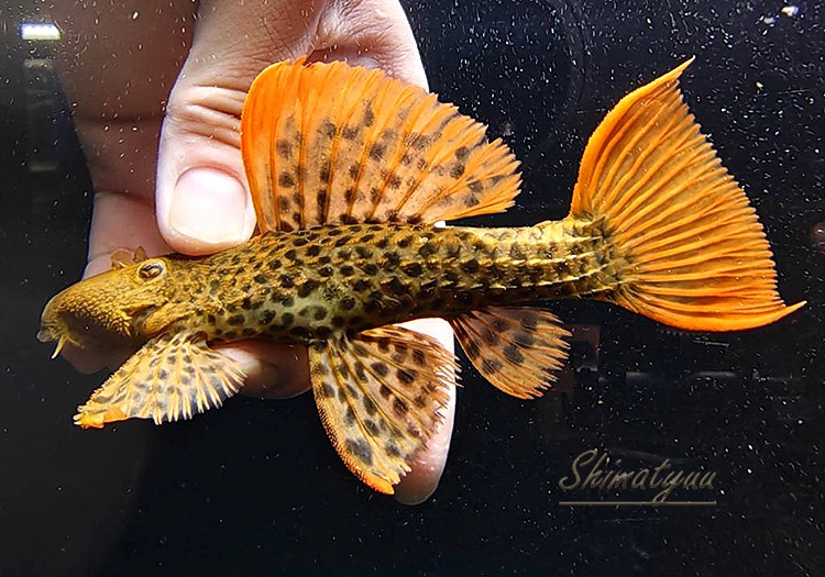 ʪѡ󥸥ե쥪ѡɥȥࡡ(ML)Takutu RiveɡNo.06