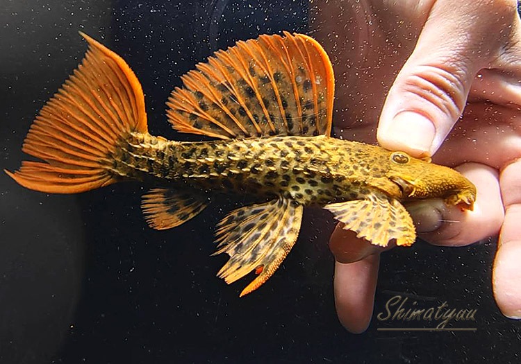 ʪѡ󥸥ե쥪ѡɥȥࡡ(ML)Takutu RiveɡNo.06