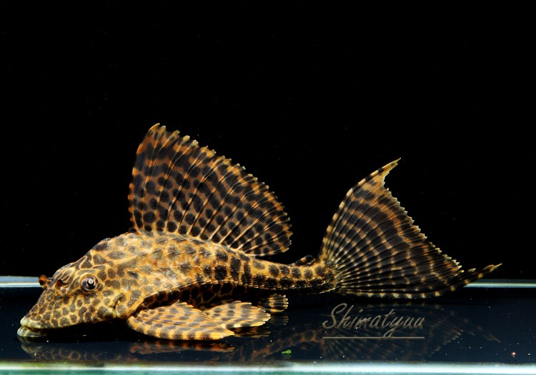 Wild セルフィンプレコ コロンビア 1匹 プレコ その他のプレコ Aqua F東京店通販ショップ