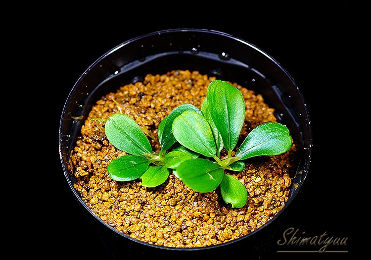 水草 Bucephalandra sp.Super Demos Bucephalandra sp. Super red Buy at ⁕ Mobids Plants ⁕