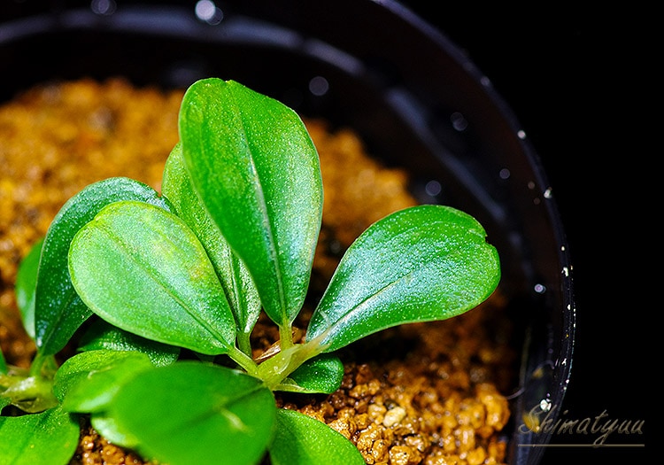 ����ʪ��Bucephalandra sp. Red Lens Metallic  2020.7��No.15