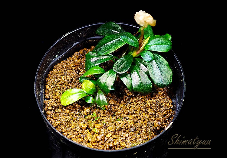 ����ʪ��Bucephalandra sp. Mini Dreadnought  2020.10��No.16