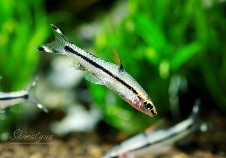熱帯魚 レッドライントーピードバルブ 1匹 熱帯魚 ラスボラ コイ ローチ Aqua F東京店通販ショップ