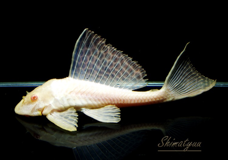大特価アルビノセルフィンプレコ約20ー22ｃｍ　大型水槽のコケ取り　エイ　アロワナ　古代魚　コケよく食べます アルビノセルフィンプレコ(1匹) | チャーム