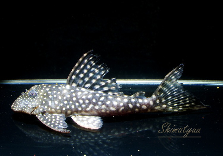 ����ʪ�����Ρ��١��롦�ڥ���ƥ�����WILD�����硡�ȥ��åѡ��ͥ����ɡ�No.02