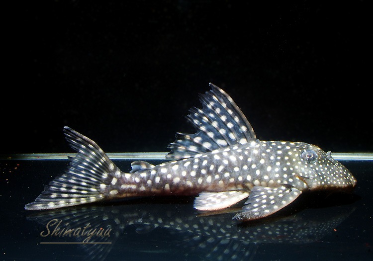 ����ʪ�����Ρ��١��롦�ڥ���ƥ�����WILD�����硡�ȥ��åѡ��ͥ����ɡ�No.02