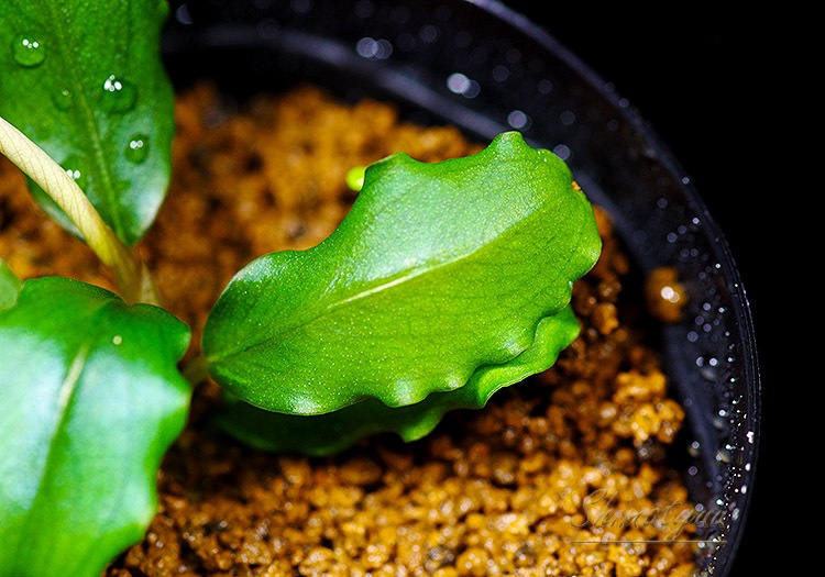 ����ʪ��Bucephalandra sp. Elegant Blue  2020.7��No.17