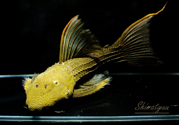 一点物 キングスカーレット ハイイエロー 本ツクルイ 36cm プレコ L2464 キングスカーレット系 Aqua F東京店通販ショップ