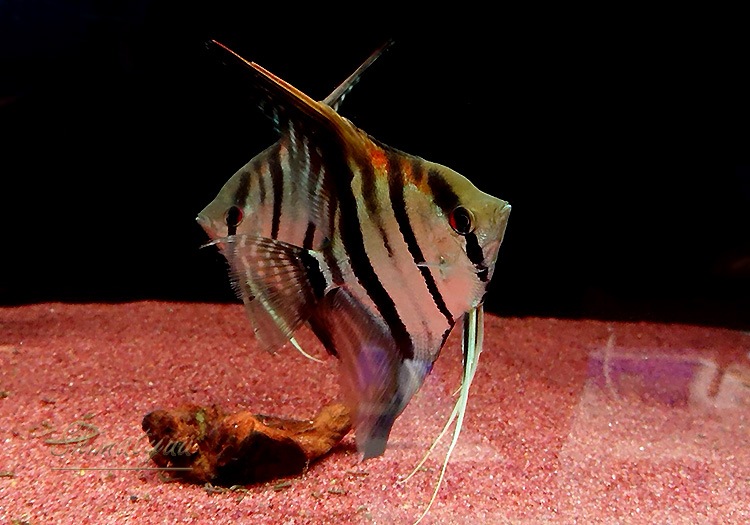 在庫一掃 イエローフィンエンゼル Www iwearparts Com