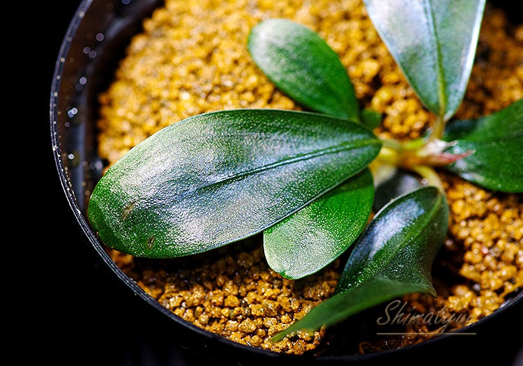 ����ʪ��Bucephalandra sp. Satan Red  2020.10��No.18