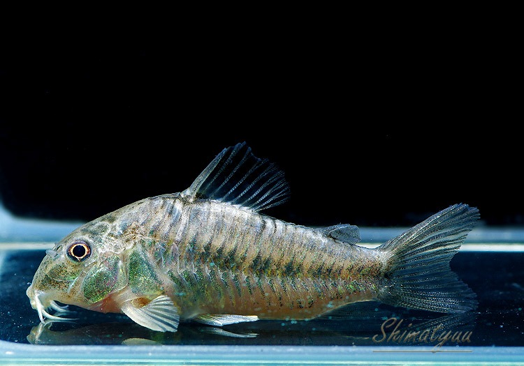 コリドラス 一点物 Co ノルディスティーニョ “バイヤ州 Rio Utinga” No.05