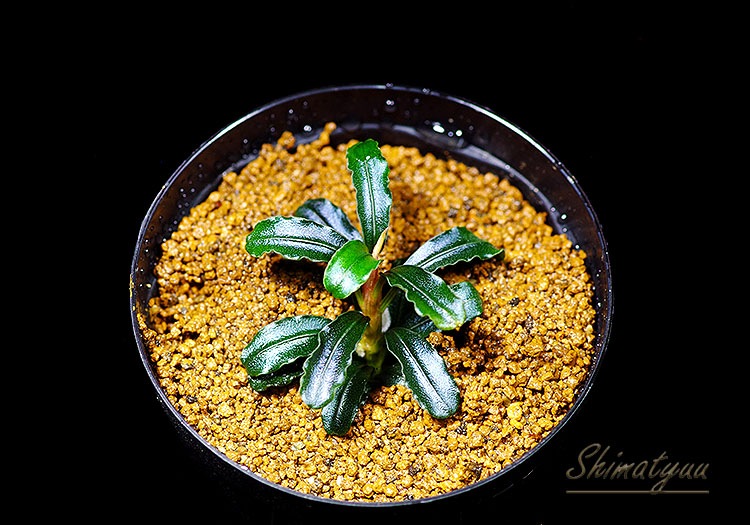 ����ʪ��Bucephalandra sp. Penelope  2020.10��No.19