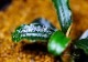����ʪ��Bucephalandra sp. Penelope  2020.10��No.19