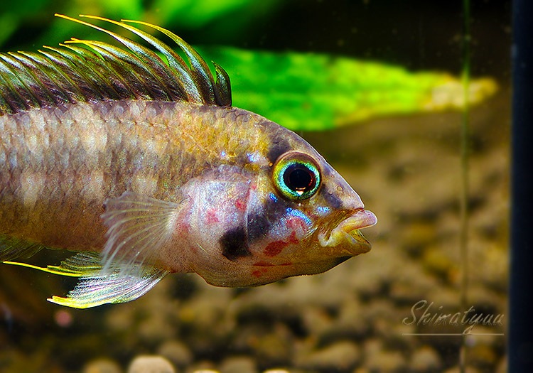Ap.sp.Manguari��(sp.�ޥ󥰥���)���ȥꥪ������ץ�ɡ��ףɣ̣ġ����У�
