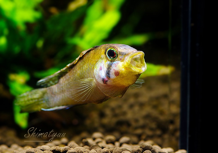 Ap.sp.Manguari��(sp.�ޥ󥰥���)���ȥꥪ������ץ�ɡ��ףɣ̣ġ����У�
