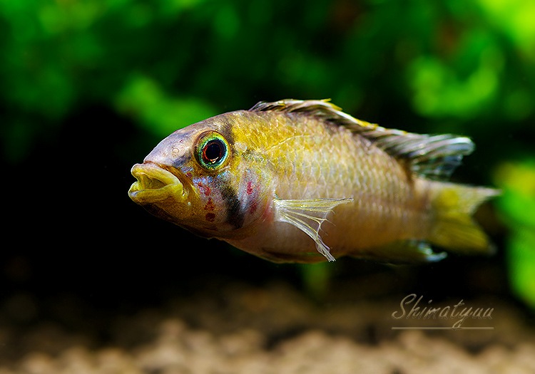 Ap.sp.Manguari��(sp.�ޥ󥰥���)���ȥꥪ������ץ�ɡ��ףɣ̣ġ����У�