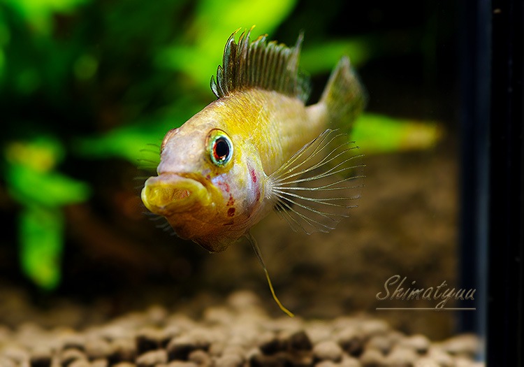 Ap.sp.Manguari��(sp.�ޥ󥰥���)���ȥꥪ������ץ�ɡ��ףɣ̣ġ����У�