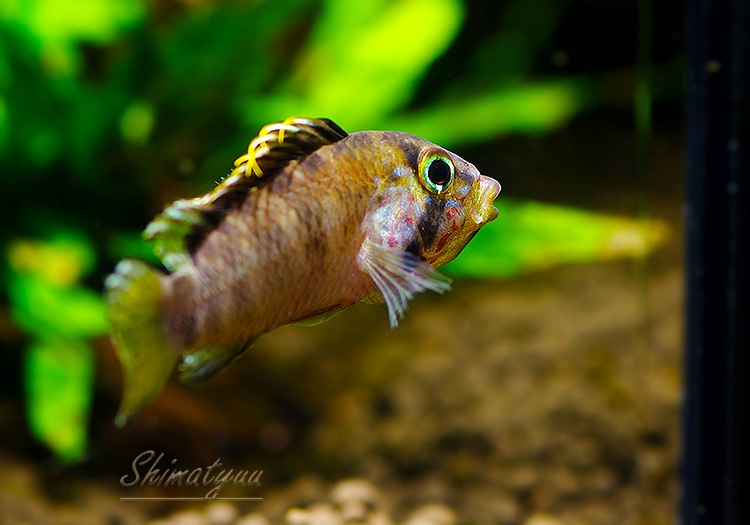 Ap.sp.Manguari��(sp.�ޥ󥰥���)���ȥꥪ������ץ�ɡ��ףɣ̣ġ����У�