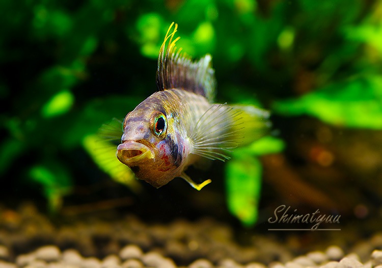 Ap.sp.Manguari��(sp.�ޥ󥰥���)���ȥꥪ������ץ�ɡ��ףɣ̣ġ����У�