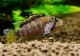Ap.sp.Manguari��(sp.�ޥ󥰥���)���ȥꥪ������ץ�ɡ��ףɣ̣ġ����У�