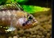 Ap.sp.Manguari��(sp.�ޥ󥰥���)���ȥꥪ������ץ�ɡ��ףɣ̣ġ����У�