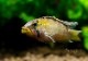 Ap.sp.Manguari��(sp.�ޥ󥰥���)���ȥꥪ������ץ�ɡ��ףɣ̣ġ����У�