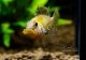 Ap.sp.Manguari��(sp.�ޥ󥰥���)���ȥꥪ������ץ�ɡ��ףɣ̣ġ����У�