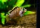 Ap.sp.Manguari��(sp.�ޥ󥰥���)���ȥꥪ������ץ�ɡ��ףɣ̣ġ����У�