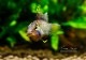 Ap.sp.Manguari��(sp.�ޥ󥰥���)���ȥꥪ������ץ�ɡ��ףɣ̣ġ����У�
