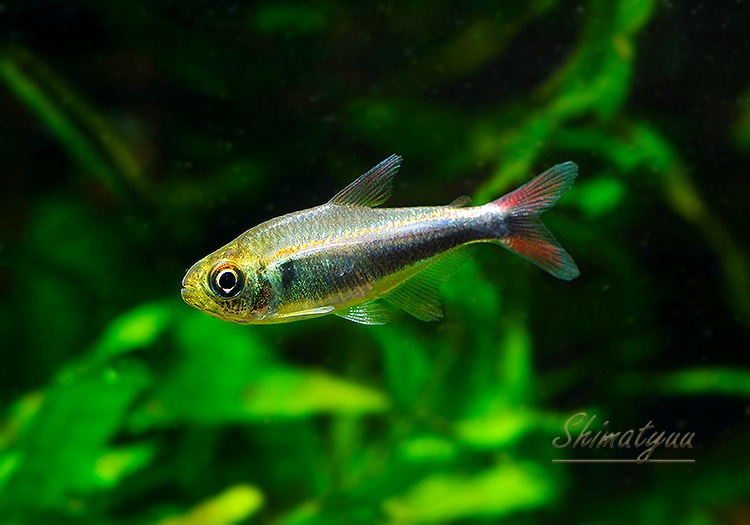 ��Ǯ�ӵ��ۡ�Hy.cf.���ե��饬�ƥȥ顡��Rio Maranon , Saramiriza�ɡ�WILD��1ɤ