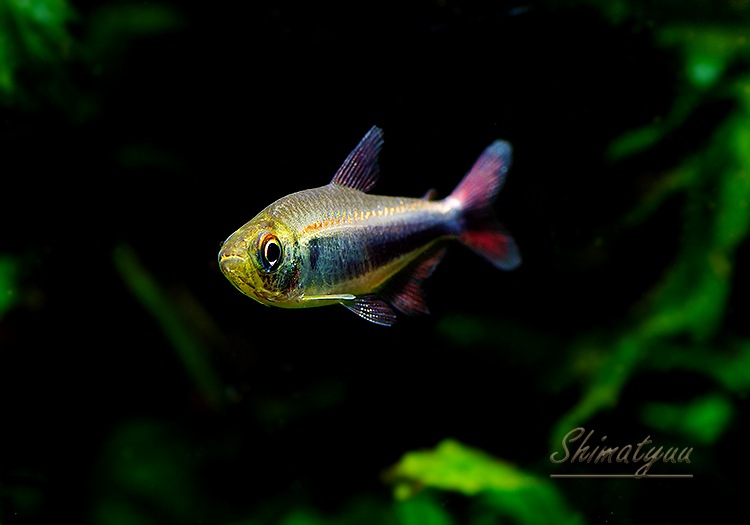 ��Ǯ�ӵ��ۡ�Hy.cf.���ե��饬�ƥȥ顡��Rio Maranon , Saramiriza�ɡ�WILD��1ɤ