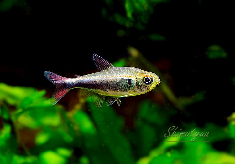 ��Ǯ�ӵ��ۡ�Hy.cf.���ե��饬�ƥȥ顡��Rio Maranon , Saramiriza�ɡ�WILD��1ɤ